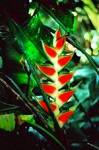 (image for) Heliconia Seeds 'Red Wagneriana' (5 Seeds) - Click Image to Close